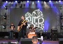 WILD ROSES