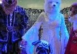 Karneval s polární liškou a jejími kamarády 